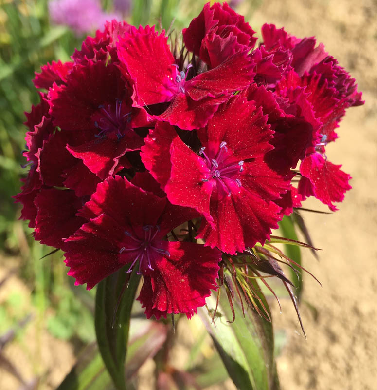 Dianthus barbatus